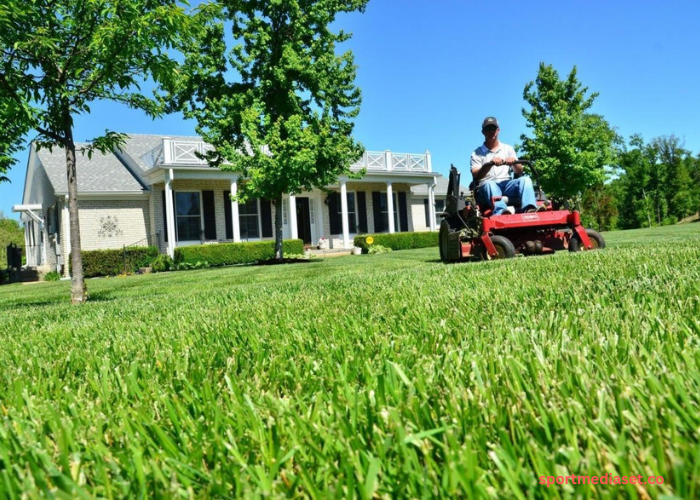 6 Reasons Why You Need a Professional Lawn Dethatching Service