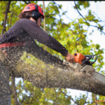7 Cost-Saving Tips for Hiring a Cheap Tree Removal Service