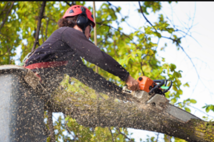 7 Cost-Saving Tips for Hiring a Cheap Tree Removal Service
