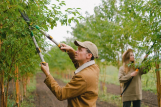 4 Ways Professional Tree Trimmings Can Improve Tree Health and Growth