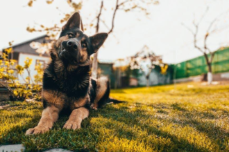 Green Paws: Environmental Benefits of Using Artificial Turf for Dogs