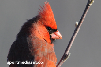 Sports Org. in Which Five Members Have Bird Names