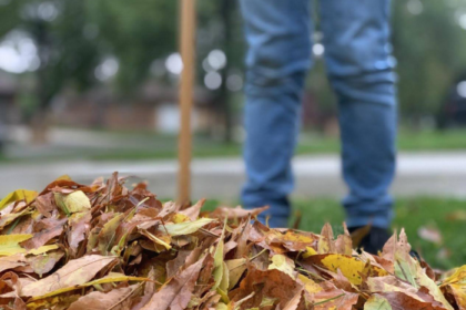 The Importance of Leaf Cleanup for Residential Yard Maintenance