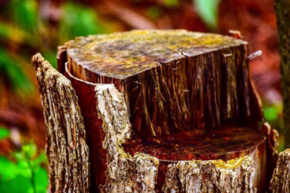 The Hidden Dangers of Leaving Tree Stumps in Your Large Backyard