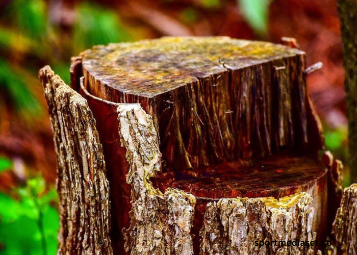 The Hidden Dangers of Leaving Tree Stumps in Your Large Backyard