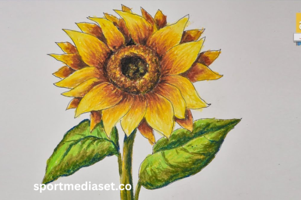 drawing:8k5w6zpyigq= sunflower