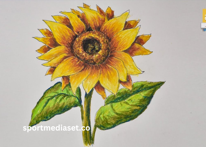 drawing:8k5w6zpyigq= sunflower