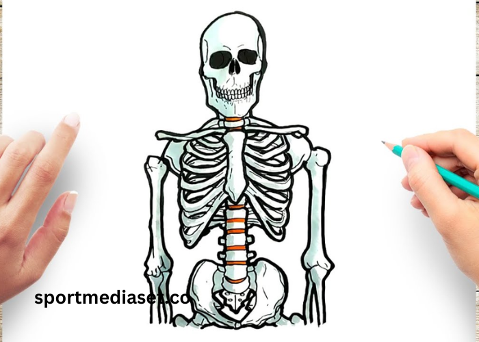 drawing9qs9xgbv4jo= skeleton