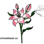 drawing68dho2khvxw= Lily Flower