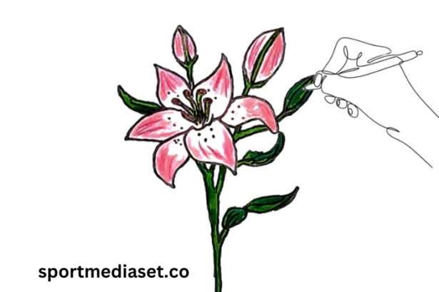 drawing68dho2khvxw= Lily Flower