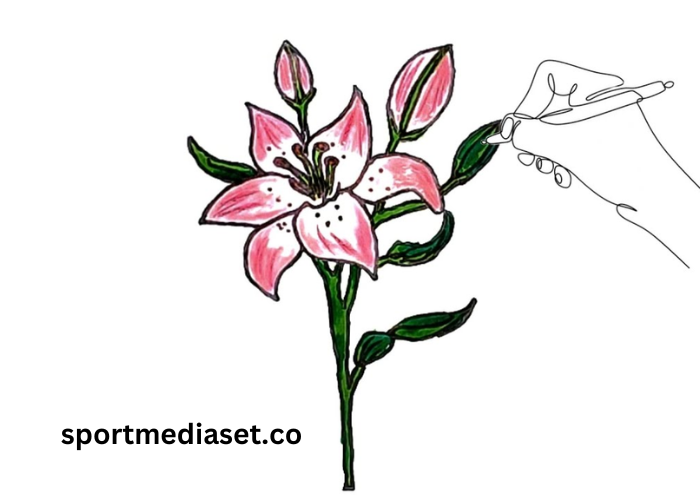 drawing68dho2khvxw= Lily Flower