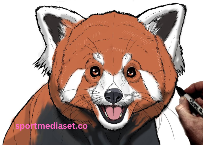 drawing9wm566q33f0= red panda