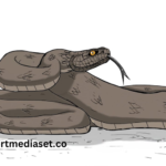 Drawing-Rfehmml6q0= Rattlesnake